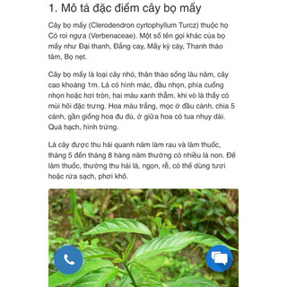 Cây Rau Đắng ( Đắng cảy, Bọ mẩy) - Combo 3 Cây