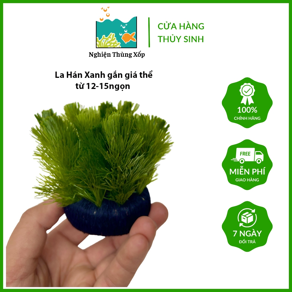 Cây LA HÁN XANH Gắn Giá Thể sẵn hoặc bán theo Ngọn lẻ