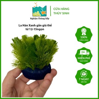 Cây LA HÁN XANH / ĐỎ Gắn Giá Thể sẵn(hàng nhập TQ)