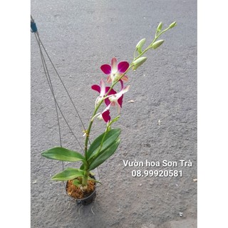 (VHST giao TP.HCM trong ngày) CÂY HOA LAN DENDRO TÍM đang hoa.