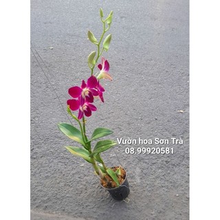 Cây hoa lan dendro tím đang hoa.