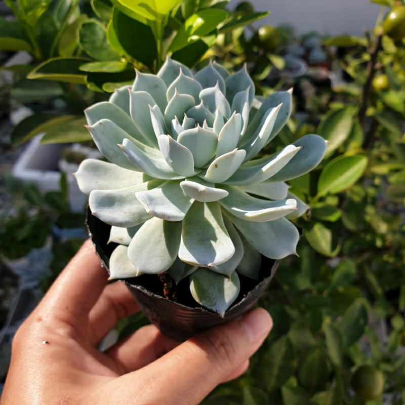 SEN ĐÁ NGỌC TRINH SIZE BẦU 5-7CM - LỖI 1 ĐỔI 1- THUẦN MỌI KHÍ HẬU