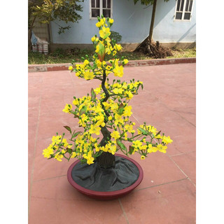 Cây mai đào 90cm
