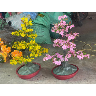 cây mai đào 90cm trang trí tết