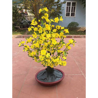 cây mai đào 90cm trang trí tết