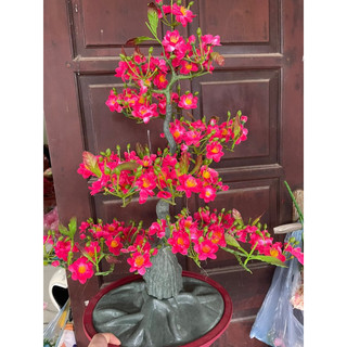 cây mai đào 90cm trang trí tết