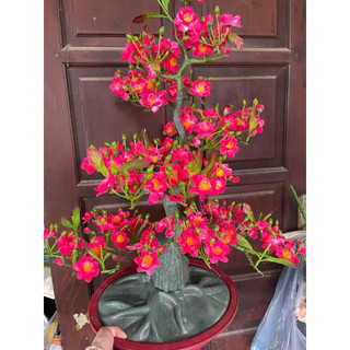 cây mai đào 90cm trang trí tết