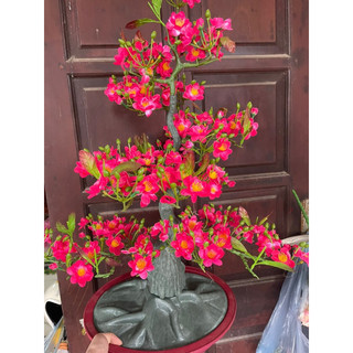 cây mai đào 90cm trang trí tết