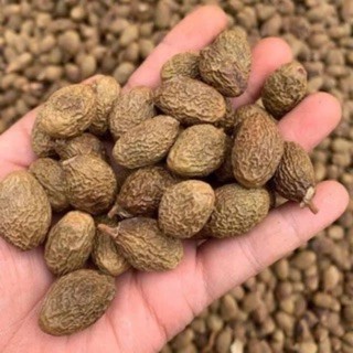 Hạt ươi bay chuẩn rừng 100g / 200g