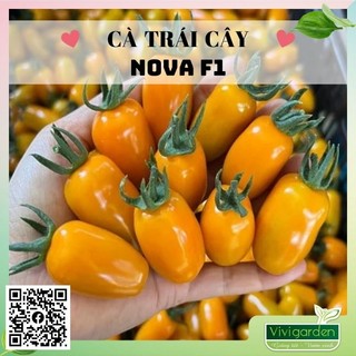 Hạt giống cà chua trái cây cà chua bi mỹ Nova giống hữu cơ Mỹ ảnh thật tự chụp