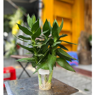 Phát tài búp sen thủy sinh