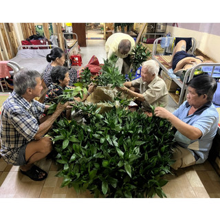 Phát tài búp sen thủy sinh (chậu 3 cây)