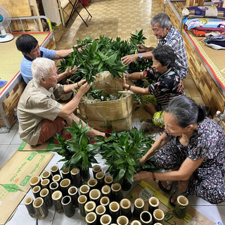 Phát tài búp sen thủy sinh (chậu 3 cây)