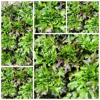1000 hạt giống xà lách oak leaf cocar_ nảy 99%