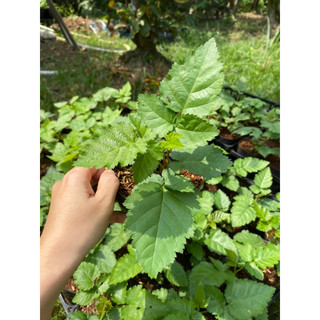 Chậu mâm xôi (phúc bồn tử) đen, đỏ
