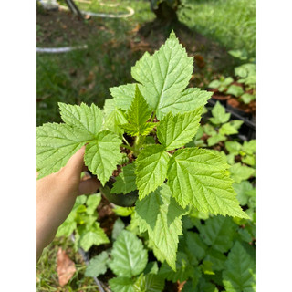 Chậu mâm xôi (phúc bồn tử) đen, đỏ