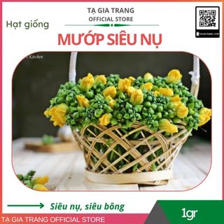 Hạt giống Mướp siêu nụ, siêu bông dễ trồng cho năng suất cao