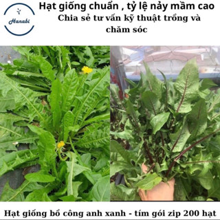 Hạt giống bồ công anh tím / xanh