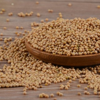 Bạch giới tử khô - Tấn Phát