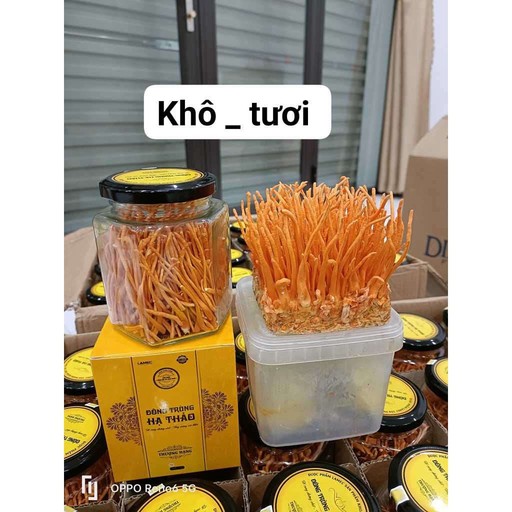 Đông trùng hạ thảo - Viện Hàn lâm KHCNVN