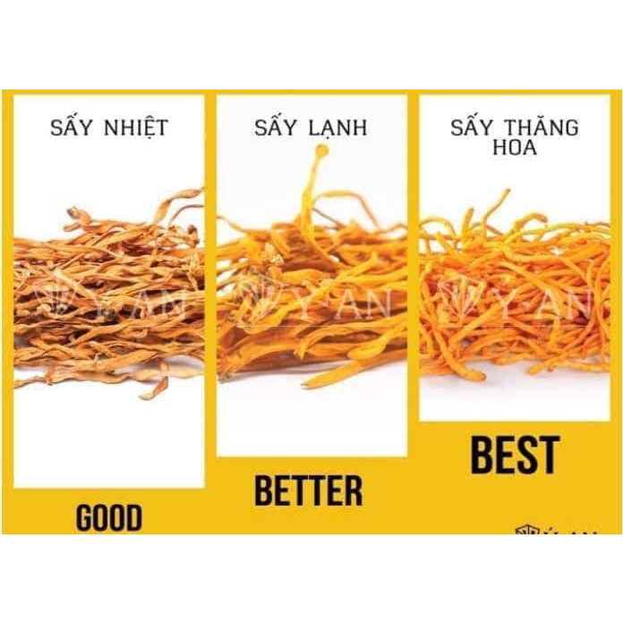 Đông trùng hạ thảo - Viện Hàn lâm KHCNVN