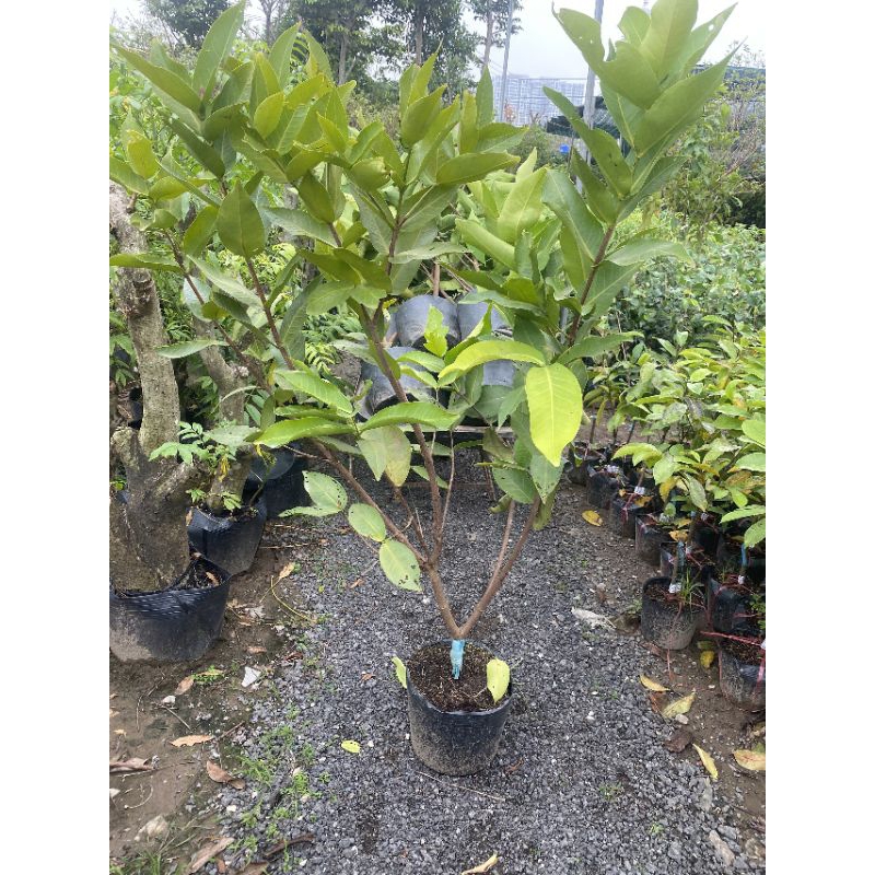roi đỏ (mận ăn phước) cây choai cho quả sớm