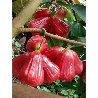 roi đỏ (mận ăn phước) cây choai cho quả sớm