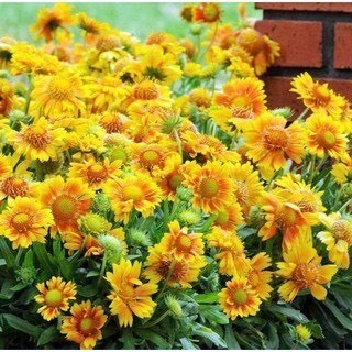 Hạt giống cúc công chúa (150 hạt)