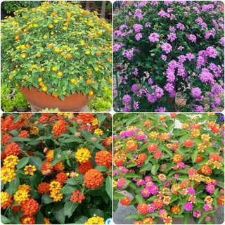 Hạt Giống Hoa Ngũ Sắc mix màu