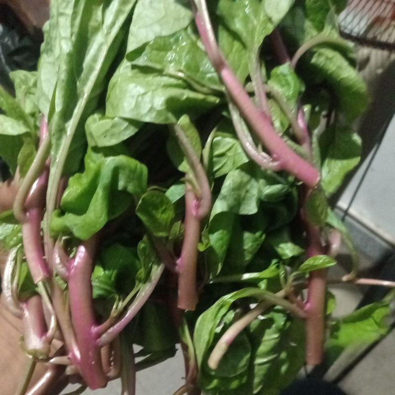 1kg mùng tơi tím. mồng tơi tím tươi
