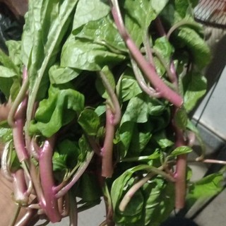 1kg mùng tơi tím