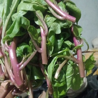 1kg mùng tơi tím. mồng tơi tím tươi