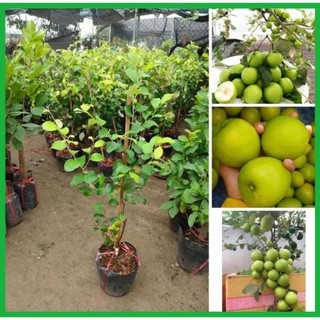Cây táo thái hàng đang hoa về trồng có quả ngay