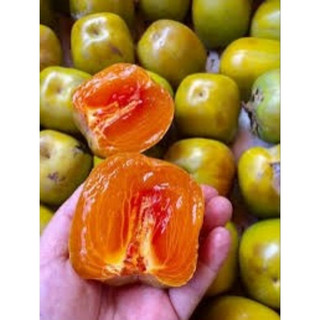 Cây giống hồng da tre đặc sản thái nguyên cây ghép nhanh cho quả