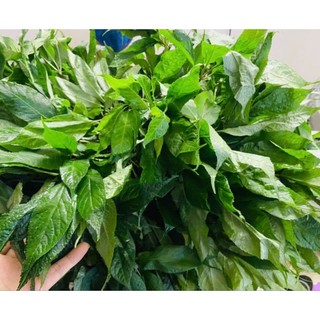 lá sâm ngọc linh khô(1 lọ 100g)