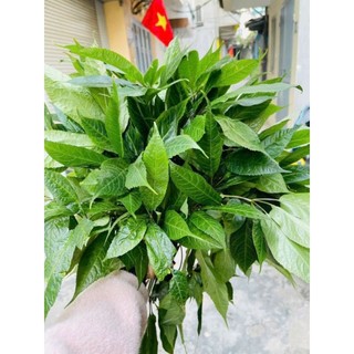 lá sâm ngọc linh khô(1 lọ 100g)