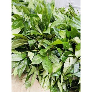 lá sâm ngọc linh khô(1 lọ 100g)