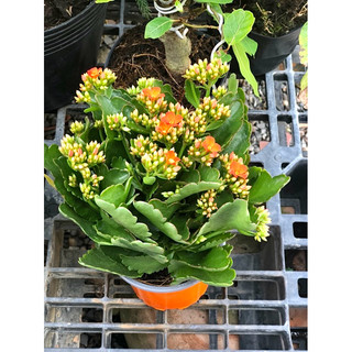 Chậu sống đời hoa màu cam cánh đơn