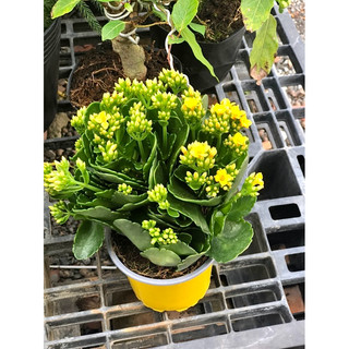 Chậu sống đời hoa vàng cánh đơn