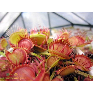 Cây bẫy kẹp long red fingers , dionaea long red fingers
