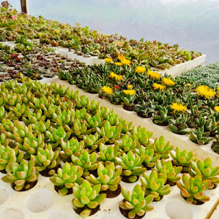 Combo 84 cây sen đá ngẫu nhiên size mini 2.5-4 cm xuất vườn đà lạt