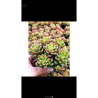 Siêu giảm giá sen đá ruby cành mix nhìu cây sz bầu