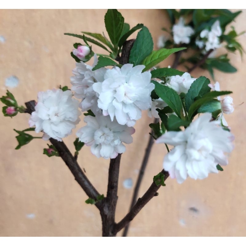 Mai trắng, cây hoa Nhất chi mai