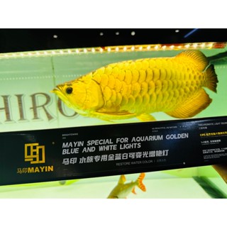 🔴MAYIN | ĐÈN MAYIN VÀNG CHO BỐI MẪU MỚI NHẤT CỦA MAYIN GIÁ BAO TỐT NHẤT THỊ TRƯỜNG, CAM KẾT HÀNG CHÍNH HÃNG