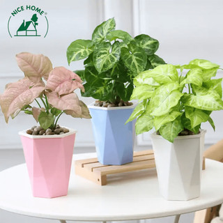 Chậu cây tự dưỡng thông minh phù hợp trưng bày trong phòng - u03, u05, u09.