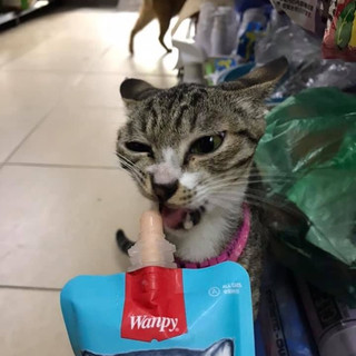 Sup dinh dưỡng Wanpy NẮP VẶN cho mèo