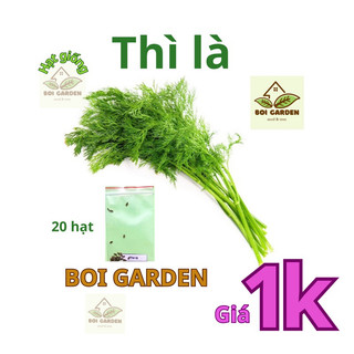 Hạt giống rau thì là