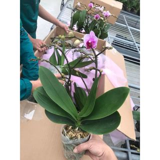 Lan hồ điệp hàng sẵn hoa 1-2 ngồng hoa
