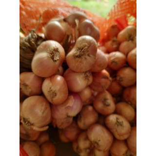 Hành Ta Hải Dương 1kg
