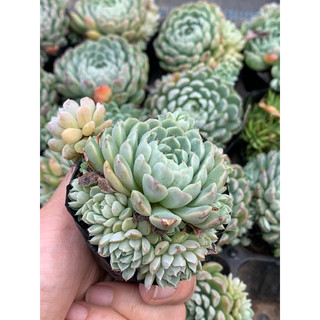 Sen Đá hải ly bụi size bầu 5cm